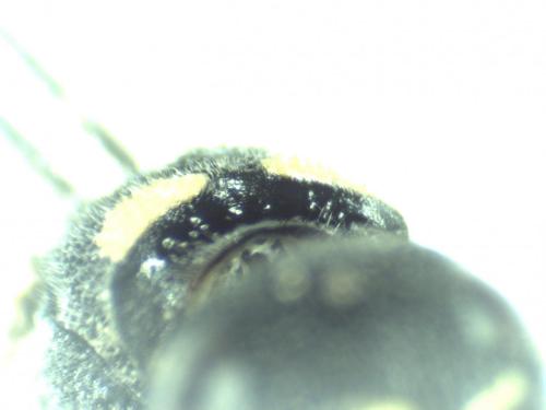 Réf. 293 237 : Stenodynerus fastidiosissimus fastidiosissimus